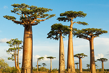 马达加斯加贝鲁鲁哈机场三字代码(WBO),贝鲁鲁哈机场(Antsoa Airport)四字码,马达加斯加机场三字码查询
